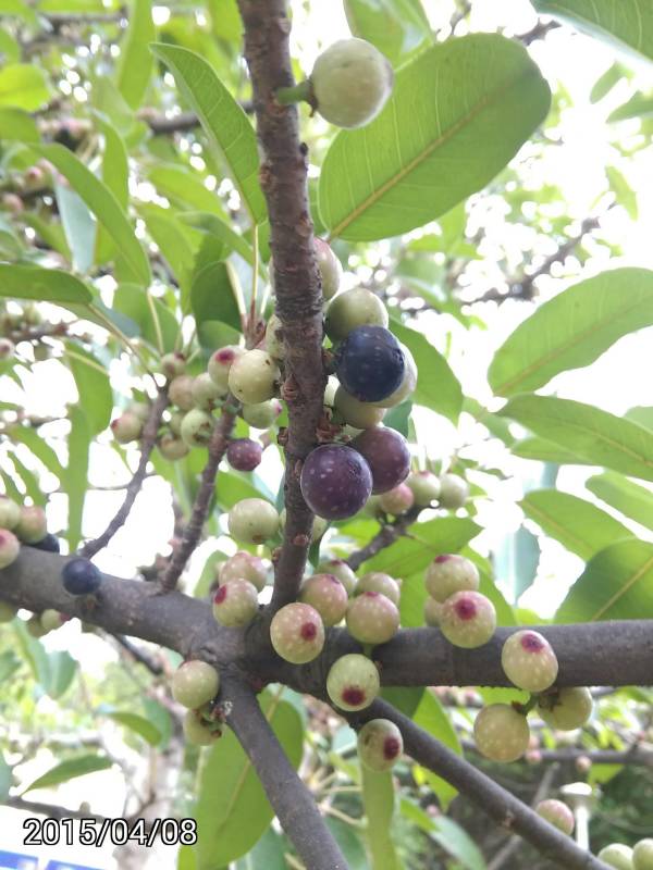 雀榕的成熟的果實, Ficus superba,  Sea Fig or Deciduous Fig